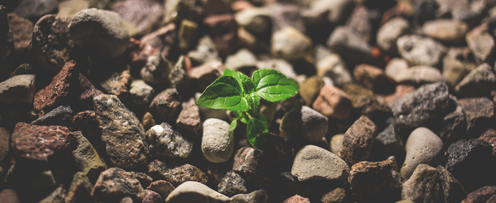 How to Get Started with Green Accounting
